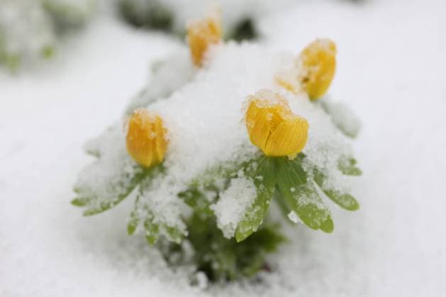 Winter im Siegerland. Der Winter gibt nochmal alles. Seit dem fruehen Morgen kommt es wie hier in Siegen-Oberschelden immer wieder zu Schneefaellen (Schneefällen). Winterlinge in einem Garten sind mit Schnee bedeckt. Winter im Siegerland am 06.03.2023 in Siegen Deutschland. *** Winter in the Siegerland The winter gives again everything Since the early morning it comes like here in Siegen Oberschelden again and again to snow falls Winterlings in a garden are covered with snow Winter in the Siegerland on 06 03 2023 in Siegen Germany