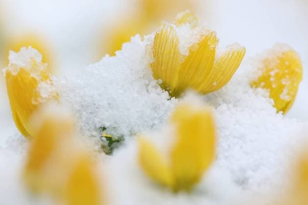 Winter im Siegerland. Der Winter gibt nochmal alles. Seit dem fruehen Morgen kommt es wie hier in Siegen-Oberschelden immer wieder zu Schneefaellen (Schneefällen). Winterlinge in einem Garten sind mit Schnee bedeckt. Winter im Siegerland am 06.03.2023 in Siegen Deutschland. *** Winter in the Siegerland The winter gives again everything Since the early morning it comes like here in Siegen Oberschelden again and again to snow falls Winterlings in a garden are covered with snow Winter in the Siegerland on 06 03 2023 in Siegen Germany