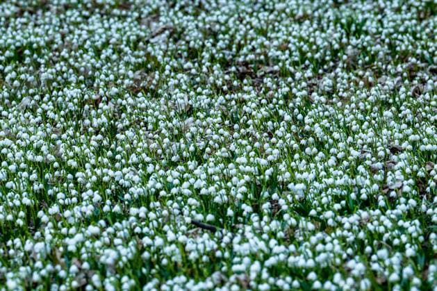 Leucojum vernum, the spring snowflake, flowering in garden near Chateau in Kostelec nad Orlici, Czech Republic on March 6, 2023. (CTKxPhoto DavidxTanecek) CTKPhotoP2023030603697  CTKPhotoP2023030603697