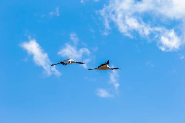 Black-necked cranes in flight over Phobjikha valley, Bhutan Black-necked cranes during winter season Bumtang Buthan *** Schwarzhalskraniche im Flug über dem Phobjikha-Tal, Bhutan Schwarzhalskraniche in der Wintersaison Bumtang Buthan Copyright: xoffenberg@gmx.dex