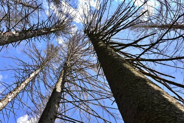  Abgestorbene Fichten in einem Bergwald bei Missen, Westallgäu, Schwaben, Bayern, Deutschland, Europa *** dead Spruces in a Mountain forest at miss, Western Allgaeu, Swabia, Bavaria, Germany, Europe Copyright: imageBROKER/alimdix/xReinholdxRatzer iblohh09049822.jpg