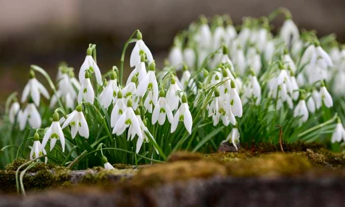 07.03.2023 Trotz stürmischem und regnerischem Wetter erfreuen die Frühlingsboten Schneeglöckchen an der Bergstraße in der Rheinebene aufgrund mildem Klima im Schutz des Odenwaldes vor östlichem kalten Wind Alsbach Hessen Deutschland *** 07 03 2023 Despite stormy and rainy weather, the spring messengers snowdrops on the Bergstrasse in the Rhine valley due to mild climate in the protection of the Odenwald from eastern cold wind Alsbach Hesse Germany