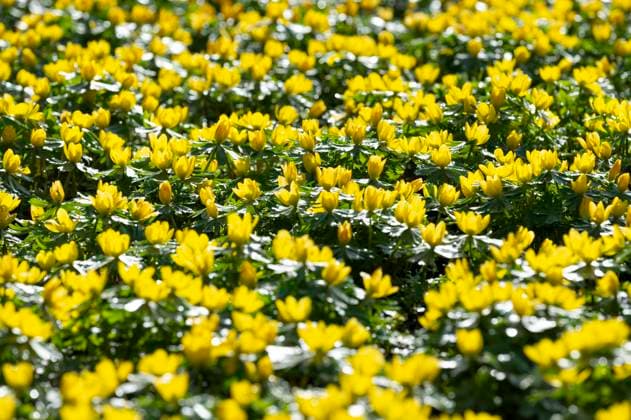  Winterlinge (Eranthis hyemalis), blühend, Thüringen, Deutschland, Europa *** Winterlinge Eranthis hyemalis , blooming, Thuringia, Germany, Europe Copyright: imageBROKER/FrankxSommariva ibxfso09064784.jpg