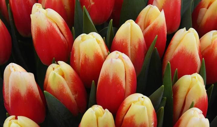 News Bilder des Tages Russia Women?s Day Flower Sales 8386324 07.03.2023 Tulips grown in greenhouses of a local businessman are sold at a street market on the eve of the International Women s Day in Krasnoyarsk, Russia. Ilya Naymushin Sputnik Krasnoyarsk Russia  Copyright: xIlyaxNaymushinx