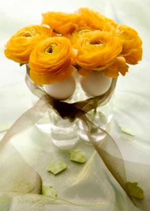  Ostern, Ranunkeln in Vase *** Easter, Ranunkeln in Vase Copyright: imageBROKER/HarryxHart ibxwos09062874.jpg