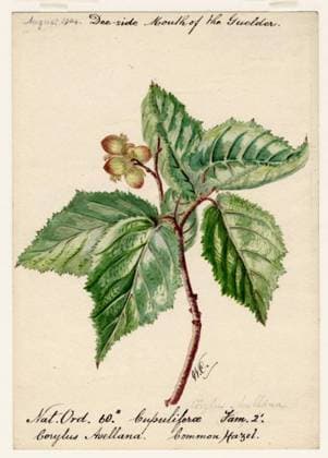 RECORD DATE NOT STATED Common Hazel (Corylus Avellana), William Catto (Aberdeen, Scotland, 1843 - 1927) August 1904 Copyright: xpiemagsx aberartpie05032023-3493 !ACHTUNG AUFNAHMEDATUM GESCHÄTZT!