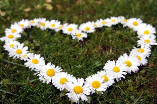 Gaensebluemchen, Massliebchen, Tausendschoenchen (Bellis perennis), Herz aus Gaensebluemchen auf einem Rasen common daisy, lawn daisy, English daisy (Bellis perennis), daisies arranged in heart shape BLWS682319 *** Daisy, bespoke, Tausendschoenchen Bellis perennis , Heart from Goosebumps at a Turf Common daisy, Lawn daisy, English Daisy Bellis perennis , daisies arranged in Heart Shape BLWS682319 Copyright: xblickwinkel R.xRebmannx