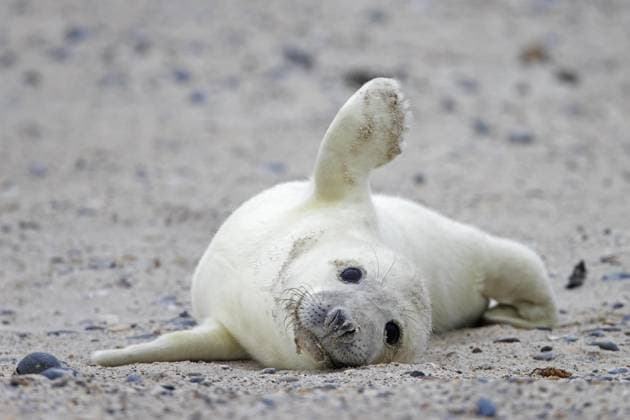 Creative Highlights World Kegelrobbe (Halichoerus grypus), Kegelrobbenporträt eines niedlichen neugeborenen Welpen am Sandstrand an der Nordseeküste im Winter *** Grey seal Halichoerus grypus , Gray seal portrait one cute Newborns Puppies on sandy beach to the North Sea coast at Winter Copyright: imageBROKER/alimdix/xArterra ibltsm09085641.jpg