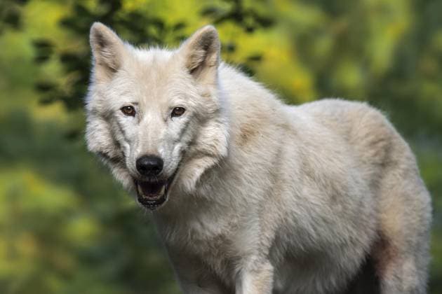 Hudson Bay Wolf, Arktischer Wolf (Canis lupus hudsonicus), in Kanada beheimateter weißer Wolf Copyright: imageBROKER/alimdix/xArterra ibltsm09085686.jpg
