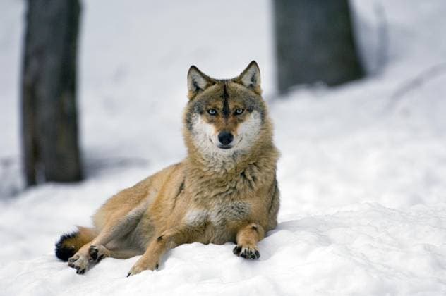 Europäischer Grauwolf (Canis lupus) beim Ausruhen im Schnee im Winter, Bayerischer Wald, Deutschland, Europa Copyright: imageBROKER/alimdix/xArterra ibltsm09086106.jpg