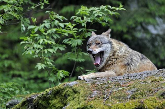 Europäischer Grauwolf (Canis lupus) auf Felsen gähnend, Bayerischer Wald, Deutschland, Europa Copyright: imageBROKER/alimdix/xArterra ibltsm09086149.jpg