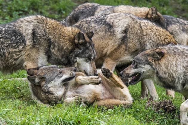 Unterwürfiger grauer Wolf (Canis lupus), der sich inmitten eines grauen Wolfsrudels auf den Rücken rollt Copyright: imageBROKER/alimdix/xArterra ibltsm09086540.jpg