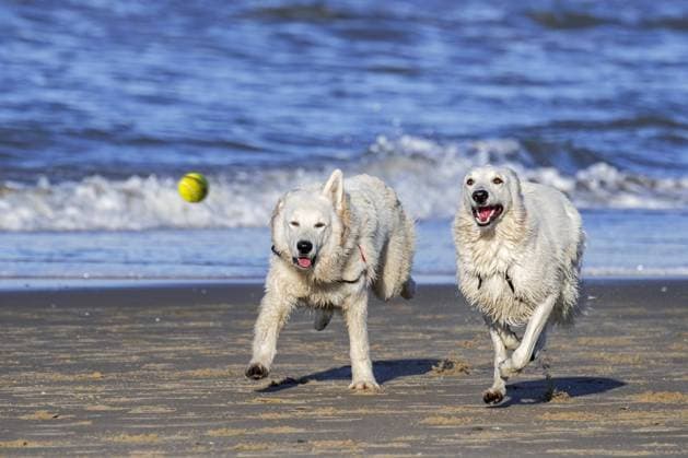 Zwei Berger Blanc Suisse Hunde, Weiße Schweizer Schäferhunde, weiße Form des Deutschen Schäferhundes, die mit einem Tennisball am Strand Fangen spielen Copyright: imageBROKER/alimdix/xArterra ibltsm09086568.jpg