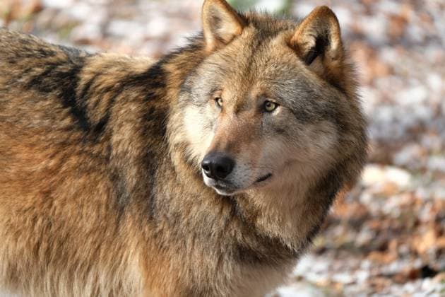 Europaeischer Grauwolf in Aktion Wolf
