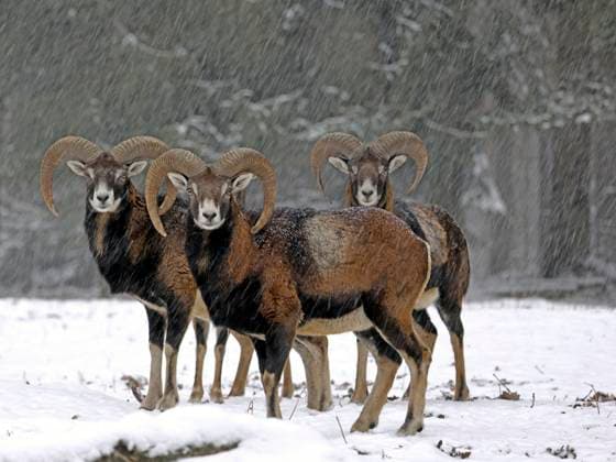 Creative Highlights World Mufflon, Muffelwild, Europaeischer Mufflon, Europaeisches Mufflon (Ovis musimon, Ovis gmelini musimon, Ovis orientalis musimon), Rudel Widder im Schneetreiben auf einer Waldlichtung, Deutschland Mouflon (Ovis musimon, Ovis gmelini musimon, Ovis orientalis musimon), pack of rams in a snowstorm in a forest clearing, Germany BLWS682116 *** mouflon, mouflon, european mouflon, european Mouflon Ovis music, Ovis gmelini music, Ovis orientalis musimon , Rudel Aries at Drifting snow at a forest clearing, Germany Mouflon Ovis music, Ovis gmelini music, Ovis orientalis musimon , Pack of Rams in a snowstorm in a Forest clearing, Germany BLWS682116 Copyright: xblickwinkel S.xMeyersx