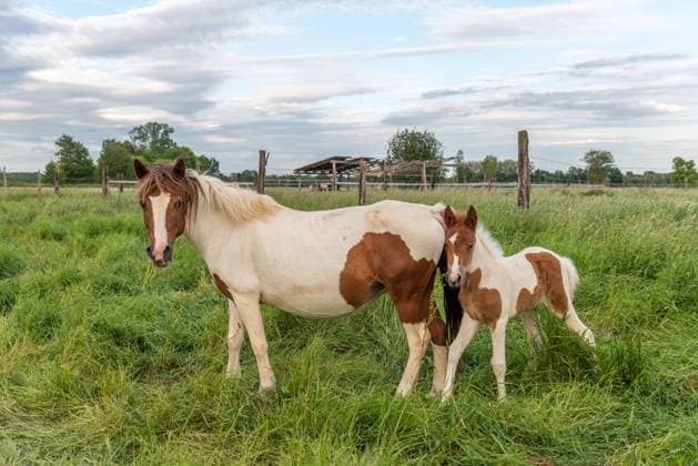 Foal with his mother in a pasture in the French countryside Horses in a pasture in the French countryside in spring Copyright: xZoonar.com ChristianxDecoutx 15574011