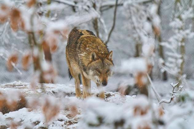 Wolf (Canis lupus), adult, läuft, wachsam, Wald, Winter, captive, Deutschland, Europa Copyright: imageBROKER/RaimundxLinke ibxrde09078590.jpg