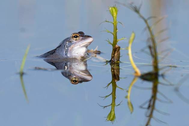 Blauer Moorfrosch (Rana arvalis) in der Balz in einem Wasssergraben, Dümmer See, Hüde, Niedersachsen, Deutschland, Europa *** Blue Moor Frog Rana Arvalis in the Balz in a moat, Dümmer Lake, dog, Lower Saxony, Germany, Europe Copyright: imageBROKER WillixRolfes ibxwro08943737.jpg