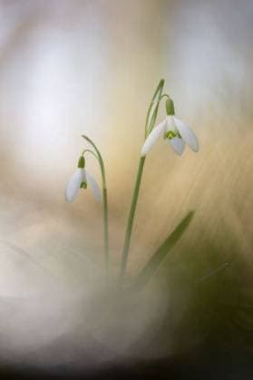 RECORD DATE NOT STATED A vertical shot of White snowdrops (Galanthus nivalis) *** einer hoch erschossen des weiß Schneeglöckchen Galanthus nivalis 10149144