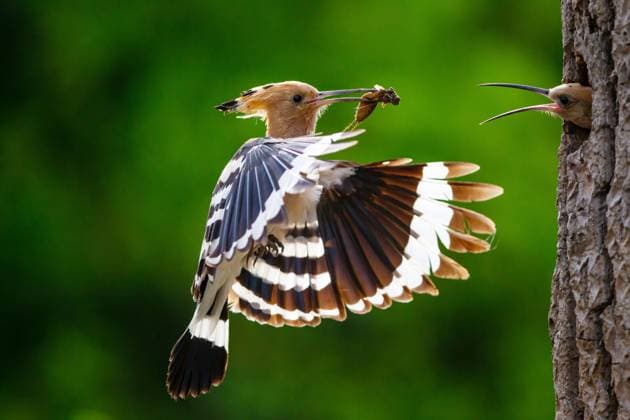 Creative Highlights World Wiedehopf (Upupa epops), im Landeanflug an die Bruthoehle um den Jungvogel zu fuettern, Seitenansicht, Deutschland, Bayern hoopoe (Upupa epops), in landing approach to the nesting hole to feed the young bird, side view, Germany, Bavaria BLWS682378 *** Hoopoe Upupa epops , at Approach to the Bruthoehle at the Young bird to feed, side view, Germany, Bavaria Hoopoe Upupa epops , in Landing Approach to The nesting Hole to Feed The Young bird, Side view, Germany, Bavaria BLWS682378 Copyright: xblickwinkel McPHOTO H.xBrehmx