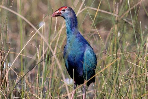 Creative Highlights World RECORD DATE NOT STATED A closeup shot of a Grey-headed swamphen found roaming around in the wild *** einer closeupe erschossen des einer grau gekoepft swamphen gefunden durchstreifend rund ÊIn der wilde 10218926