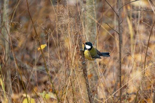 RECORD DATE NOT STATED A close-up shot of a Great tit holding on to a branch *** einer schließen Aufwärts erschossen des einer Große tit haltend am an einer Zweig 10276314