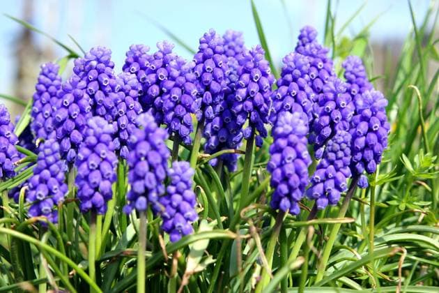 Armenische Traubenhyazinthe, Balkantraubenhyazinthe, Balkan-Traubenhyazinthe, Balkan-Traeubel, Balkantraeubel (Muscari armeniacum), bluehende Gruppe Armenian grape-hyacinth (Muscari armeniacum), blooming group BLWS682757 *** Armenian grape hyacinth, balkan grape hyacinth, Balkans grape hyacinth, Balkans sad, Balkan dream Muscari armeniacum , blooming Group Armenian Grape Hyacinth Muscari armeniacum , blooming Group BLWS682757 Copyright: xblickwinkel R.xRebmannx