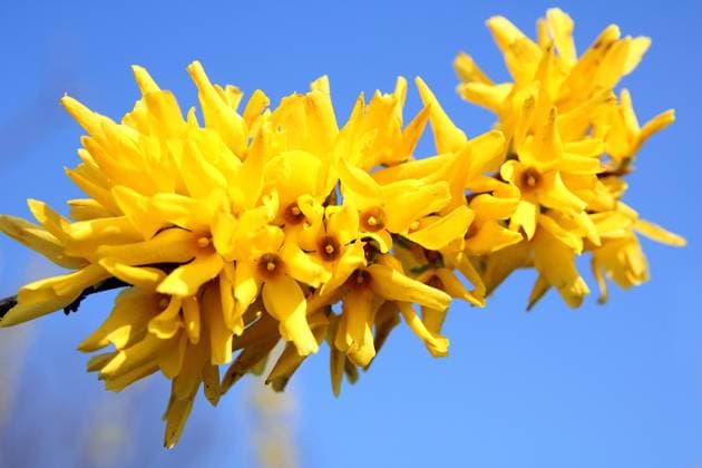 Hybrid-Forsythie, Hybridforsythie, Bastard-Forsythie, Bastardforsythie, Garten-Forsythie, Gartenforsythie, Forsythie, Goldflieder, Goldgloeckchen (Forsythia x intermedia, Forsythia intermedia), bluehender Forsythienzweig Common forsythia (Forsythia x intermedia, Forsythia intermedia), blooming twig BLWS682732 *** Hybrid forsythia, hybrid forsythia, Bastard forsythia, hybrid forsythia, Garden forsythia, garden forsythia, forsythia, gold lilac, Goldgloeckchen Forsythia X intermediate, Forsythia Intermedia , bloomer Forsythienzweig Common Forsythia Forsythia X intermediate, Forsythia Intermedia , blooming twig BLWS682732 Copyright: xblickwinkel R.xRebmannx