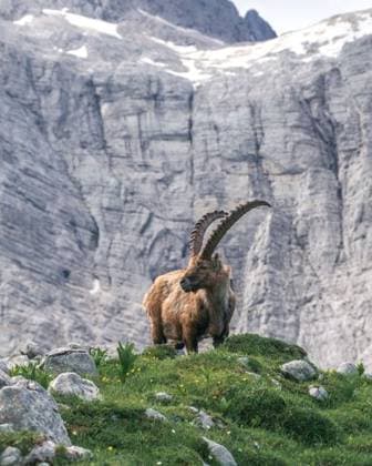 Creative Highlights World RECORD DATE NOT STATED A vertical shot of an Ibex posing in front of the Mount Triglav in Julian Alps, Slovenia *** einer hoch erschossen des An&Verkauf Steinböckchen posierend ÊIn vorne des der Reittier Triglav ÊIn Julische Alps, Slowenien 10312657