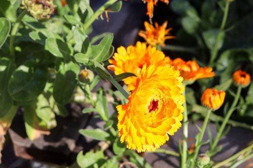 RECORD DATE NOT STATED A closeup shot of a blooming bright orange calendula flower in a garden *** einer closeupe erschossen des einer bluehend Hell Orangefarbene Kalendula Blume ÊIn einer Garten 10375805