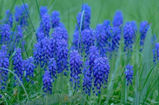RECORD DATE NOT STATED A closeup of Grape hyacinth (Muscari armeniacum) flowers growing on a field *** einer closeupe des Traube Hyazinthe Traubenhyazinth armeniacum Blumen wachsend am einer Feld 10381758