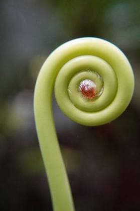 RECORD DATE NOT STATED A close up shot of a fiddlehead isolated on a blurred natural background *** einer schließen Aufwärts erschossen des einer fiddlehead isoliert am einer unscharf natürliche Hintergrund 10448436