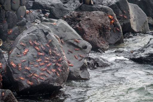 RECORD DATE NOT STATED A cast of red crabs on the rocks, above the sea water at Puerto Ayora in Galapagos Islands, Ecuador *** einer Besetzung des Roter Krabben am der rocks, oben der Meer Wasser im Puerto Ayora ÊIn Galapagos Islands, Ekuador 10459005