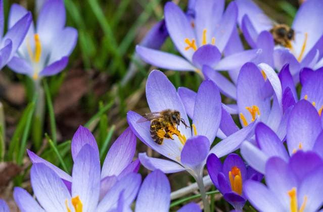 Krokusse als Bienenweide Der Herbst ist die Zeit, um Blumenzwiebeln zu stecken. Vor allem Frühblüher dienen im zeitigen Frühjahr den Bienen und anderen Insekten als erste wichtige Nahrungsquelle. Gerade völkerbildende Arten wie Honigbienen und Hummeln sind auf Frühblüher wie Krokusse angewiesen. Nektar und Pollen sorgen für den Aufbau und die Stabilisierung der Völker in einer schweren Zeit. *** Crocuses as bee pasture Autumn is the time to plant bulbs Early bloomers in particular serve as the first important food source for bees and other insects in early spring Especially colony-building species such as honeybees and bumblebees depend on early bloomers such as crocuses Nectar and pollen provide colony building and stabilizati 