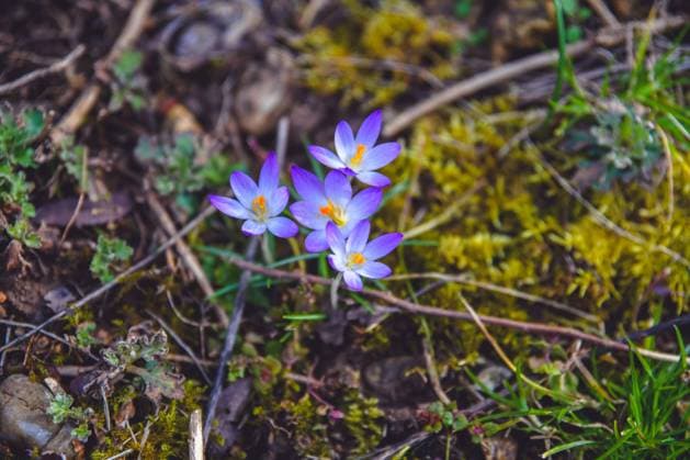 Frühblüher bei Sonnenschein, 13.03.2023, Baden-Württemberg, Bartholomä: Der Frühling ist da und die Natur erwacht jeden Tag mehr. Bei Bartholomä auf der Schwäbischen Alb blühen die Blumen und werden von der Sonne angestrahlt. Die Sonnenstrahlen locken bereits seit Tagen Frühblüher aus der Erde hervor. Bartholomä Baden-Württemberg Deutschland Bartholomä *** Early bloomers in the sunshine, 13 03 2023, Baden Württemberg, Bartholomä The spring is here and nature awakens every day more At Bartholomä on the Swabian Alb, the flowers bloom and are illuminated by the sun The suns rays have been attracting early bloomers out of the ground for days Bartholomä Baden Württemberg Germany Bartholomä Copyright: x xonw-imagesx xMariusxBullingx