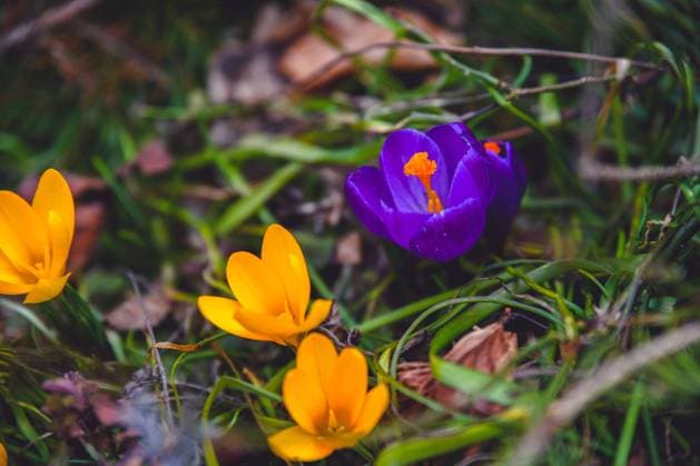 Frühblüher bei Sonnenschein, 13.03.2023, Baden-Württemberg, Bartholomä: Der Frühling ist da und die Natur erwacht jeden Tag mehr. Bei Bartholomä auf der Schwäbischen Alb blühen die Blumen und werden von der Sonne angestrahlt. Die Sonnenstrahlen locken bereits seit Tagen Frühblüher aus der Erde hervor. Bartholomä Baden-Württemberg Deutschland Bartholomä *** Early bloomers in the sunshine, 13 03 2023, Baden Württemberg, Bartholomä The spring is here and nature awakens every day more At Bartholomä on the Swabian Alb, the flowers bloom and are illuminated by the sun The suns rays have been attracting early bloomers out of the ground for days Bartholomä Baden Württemberg Germany Bartholomä Copyright: x xonw-imagesx xMariusxBullingx
