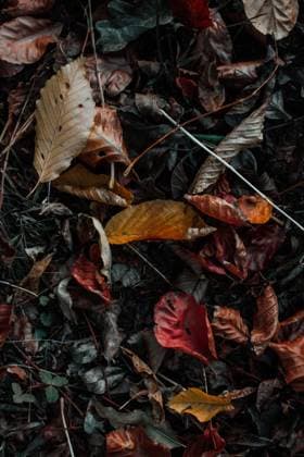 Autumn leaves lying on grass RobertKohlhuber_AutumnLeaves_5 Copyright: xRobertxKohlhuberx Model Released