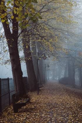 Gloomy landscape with old streetlights along empty alley crossing foggy city park with tall green and yellow trees RobertKohlhuber_Autumn_30 Copyright: xRobertxKohlhuberx Model Released