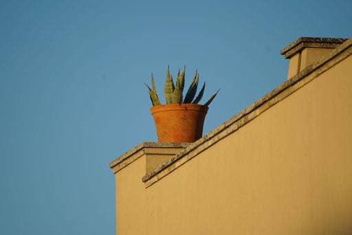 RECORD DATE NOT STATED A low angle shot of a tropical plant in a brown flowerpot on te top of a building *** einer Geringe Winkel erschossen des einer tropisch Pflanze ÊIn einer braune Blumentopf am te Spitze des einer Gebäude 10612626