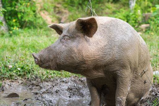 IMAGO Creative, Biodynamische Landwirtschaft RECORD DATE NOT STATED A closeup of a pregnant muddy sow sitting on a mud puddle: pig farming concept *** einer closeupe des einer schwanger schlammig aussaeen sitzend am einer Schlamm Pfütze Schwein Ackern Konzept 10646415