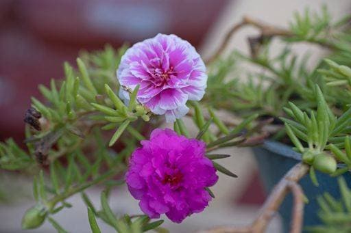 RECORD DATE NOT STATED The beautiful blooming purslane flowers in the garden *** der Schönes bluehend Portulak Blumen ÊIn der Garten 11470463