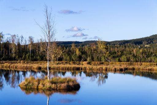 RECORD DATE NOT STATED The Moor Chalupska slat with birch and pine trees at sunset, Sumava National Park, Czech Republic *** der Maure Chalupska Lamelle mit Birke und Föhre Bäume im sunset, Sumava Nationaler Park, Tschechische Republik 12275066