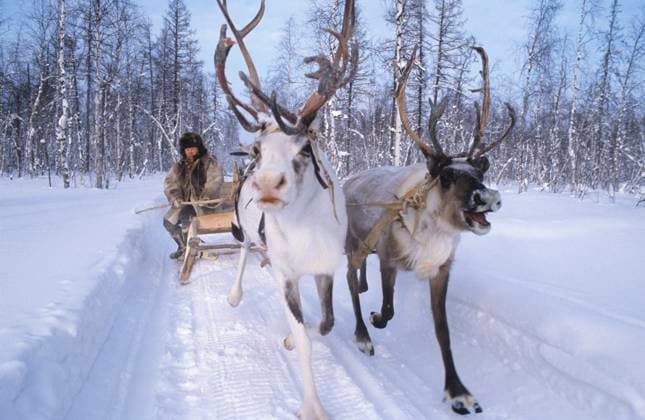 Evenki Autonomous District 8372399 20.02.1985 Reindeer in the Evenki Autonomous District of the Krasnoyarsk Territory. Igor Mikhalev Krasnoyarsk region Russia  Copyright: xIgorxMikhalevx