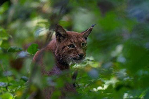 Creative Highlights World RECORD DATE NOT STATED A beautiful Lynx resting in a forest with green leaves *** einer Schönes Luchs ausruhenden ÊIn einer Wald mit Grün verlässt 12512626