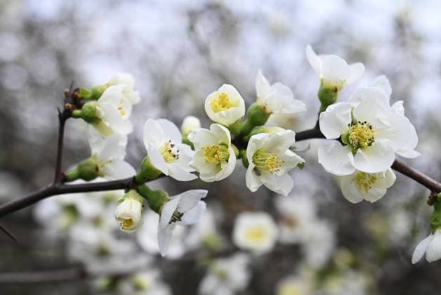 Russia Environment Flowers Blossom 8391136 15.03.2023 Blooming Chaenomeles ?? vilmoriniana blossoms are pictured at a park in Sochi, Russia. Ekaterina Lyzlova Sputnik Sochi Russia  Copyright: xEkaterinaxLyzlovax