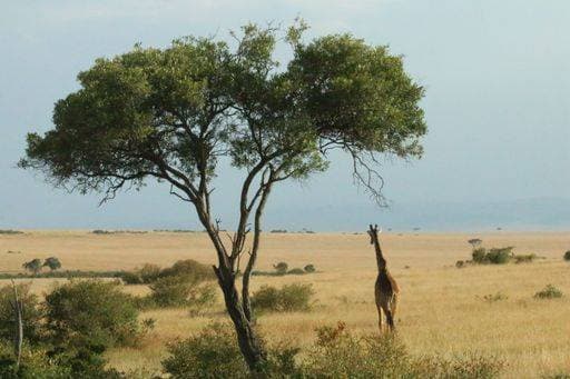 Creative Highlights World RECORD DATE NOT STATED A giraffe is standing in a picturesque landscape near an olive tree, with the sun beaming down in the background *** einer giraffs ist stehend ÊIn einer malerisch Landschaft nahe An&Verkauf Olivgruene tree, mit der Sonne strahlend nieder ÊIn der Hintergrund 12732448