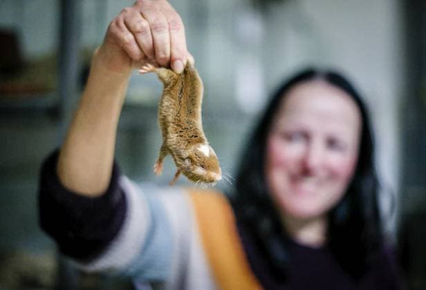 Tierschutz *** NUR FÜR REDAKTIONELLE ZWECKE *** EDITORIAL USE ONLY ***<p>Prof. Sabine Begall, Wissenschaftlerin der Universität Duisburg-Essen, hält am Dienstag 14. März 2023 in einem Labor einen Mull in den Händen. Hier ist ein Graumull mit Augen zu sehen. Deutschland NRW Essen Copyright: AndrÃ xHirtz *** Animal welfare FOR EDITORIAL PURPOSES ONLY EDITORIAL USE ONLY p Prof Sabine Begall, a scientist at the University of Duisburg Essen, holds a gauze in her hands in a laboratory on Tuesday March 14, 2023 Here a gray bull with eyes is seen Germany NRW Essen Copyright AndrÃ xHirtz Copyright: AndrÃ xHirtz doc7pctn19c3psnyj4d5xj ,EDITORIAL USE ONLY