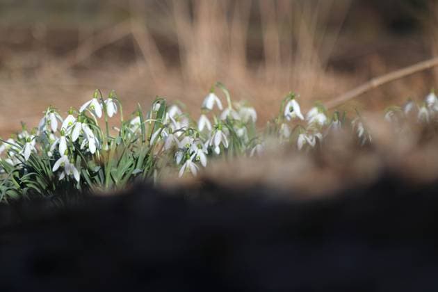 Natur 10.03.2023, Ostramondra, Schneegloeckchen (Galanthus) *** Nature 10 03 2023, Ostramondra, snowflake galanthus