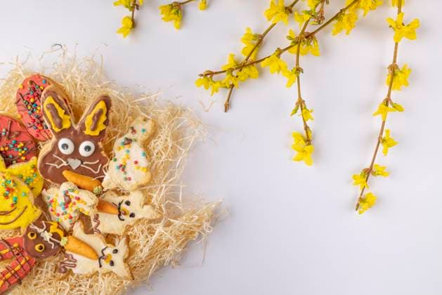  Bunt verzierte Osterkekse im Nest, Forsythien (Forsythia) Blüten, weißer Hintergrund *** bunt decorated Easter cookies at Nest, Forsythia Forsythia Blossoms, White Background Copyright: imageBROKER/LucasxSeebacher ibxlse09105556.jpg