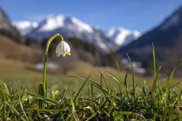 Frühling im Allgäu Die Sonne scheint bei blauem Himmel über blühenden Märzenbechern bei Oberstdorf mit den Allgäuer Alpen im Hintergrund., Oberstdorf Deutschland *** Spring in Allgäu The sun is shining with blue sky over blooming marshmallows near Oberstdorf with the Allgäu Alps in the background , Oberstdorf Germany